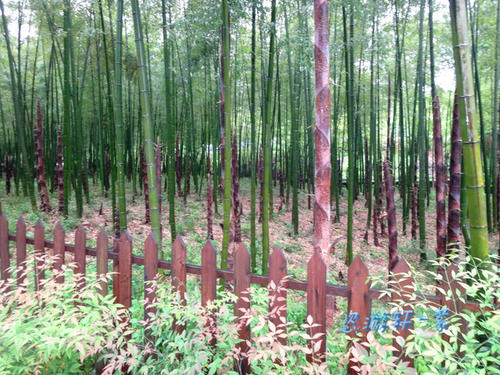 竹海春游