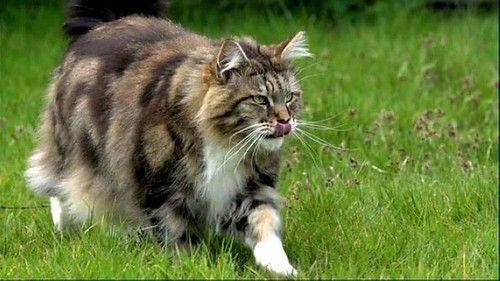 猫的秘密