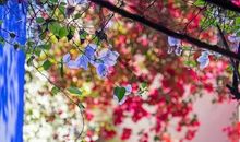 春天我家的大花园