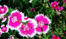 参观花卉大观园感