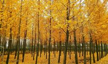 我与秋天有个约