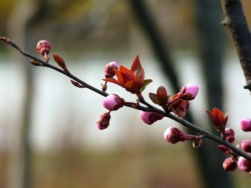 关于树枝上的春天的思考