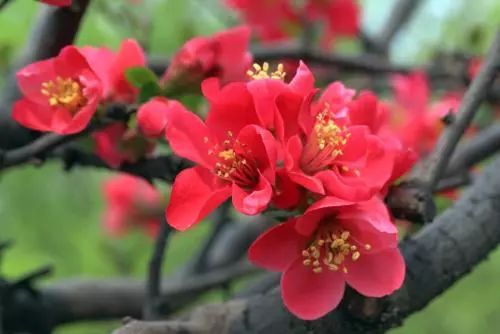 花开时最美丽