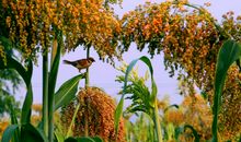 又是一个丰收年