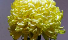 美丽的凤池公园