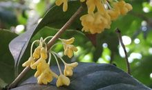 又到丹桂飘香时