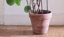 我家中的植物朋友