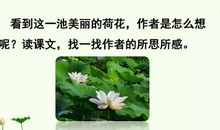 荷花课文仿写