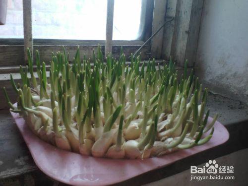 植物水大蒜
