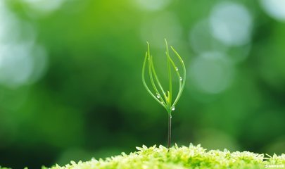 赞美草
