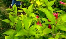 你是人间最美的花