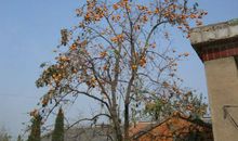 家门口的柿子树