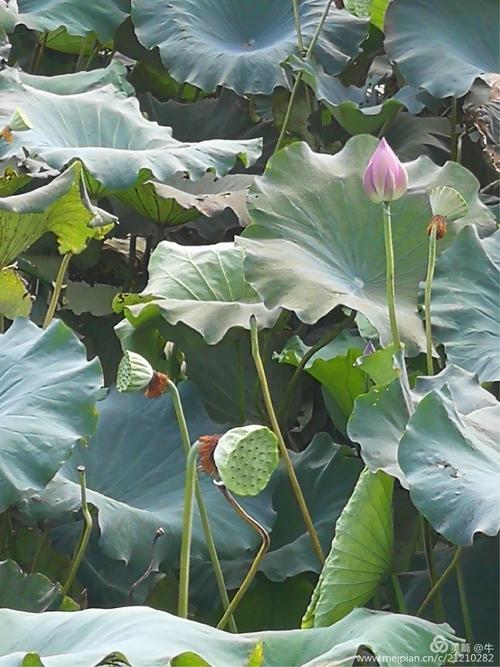 不深不浅种植莲花