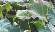 不深不浅种荷花