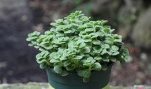 观察植物碰碰香