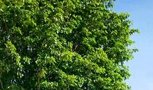 教室门前的大榕树