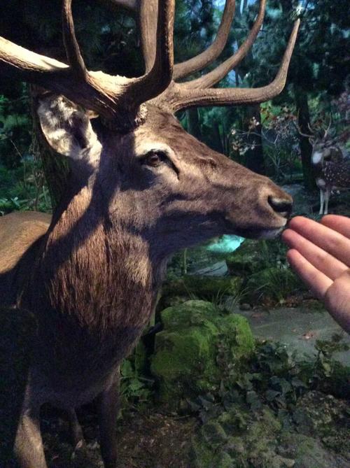 参观自然博物馆