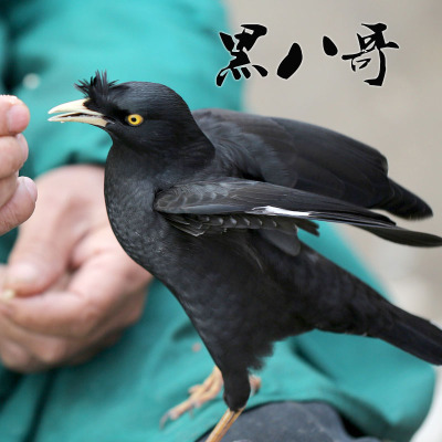 描述八哥