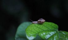 蜗牛精神的励志