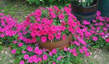 在我心中盛开的花