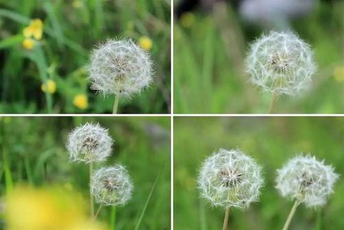 那段儿时的蒲公英