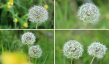 童年的那片蒲公英