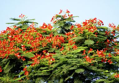 凤凰花永远在我心中
