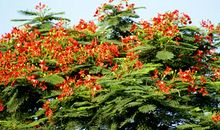 那凤凰花常在我心田