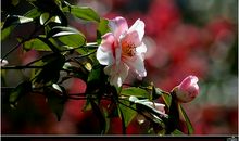 茶花飘香的瞬间