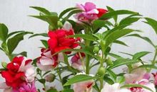 第一次种凤仙花