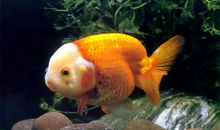 我最喜欢的动物金鱼