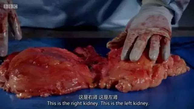 如果人类没有手