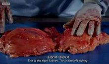 如果人类没有手