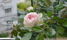 我的植物朋友绒球花