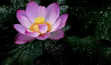 成长路上一豆灯火相伴