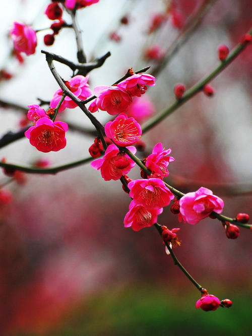 早春梅花