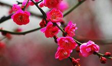 初春赏梅