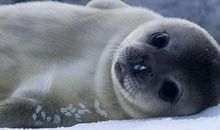 听雪地里的声音