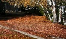 细品人生路上的清香