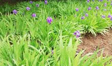 藏在鸢尾花旁的财富