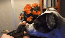 落难的“小鸟”