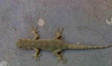 壁虎带给我的启示