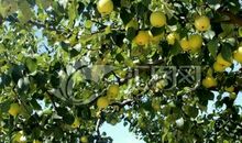 我爱家乡的梨树