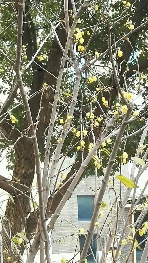 小镇花开