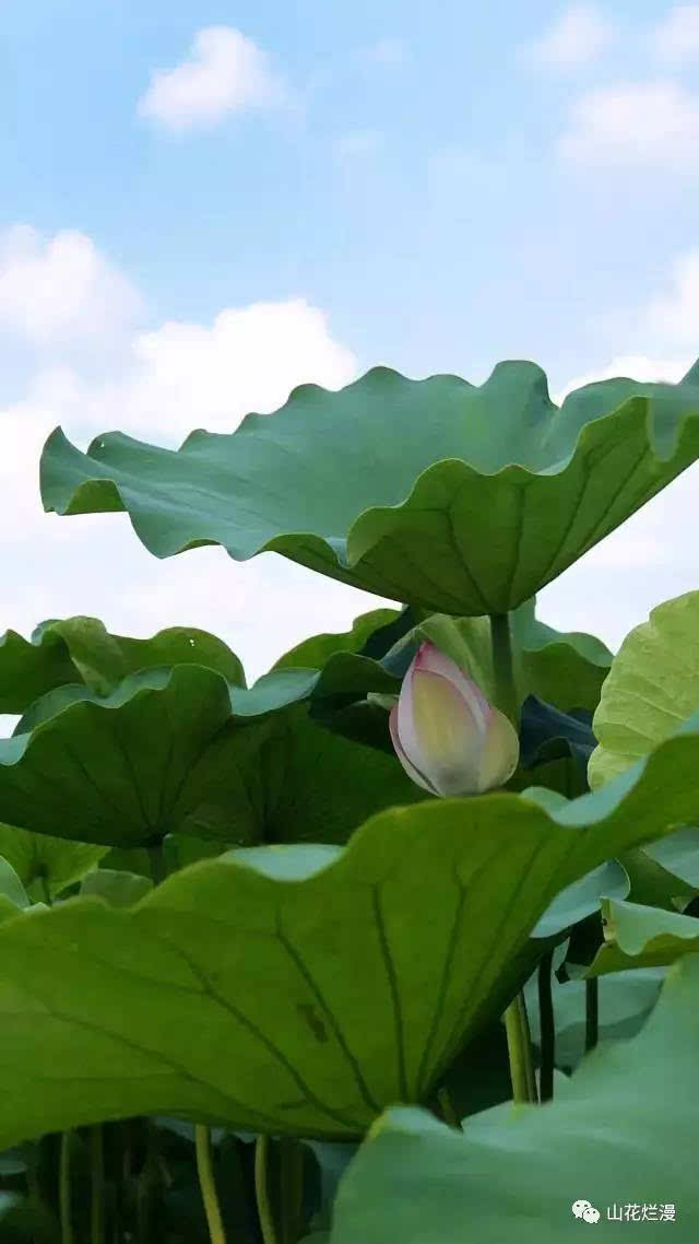 随着时间的流逝，爱情慢慢流淌