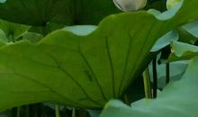 时光里，有爱缓缓流淌