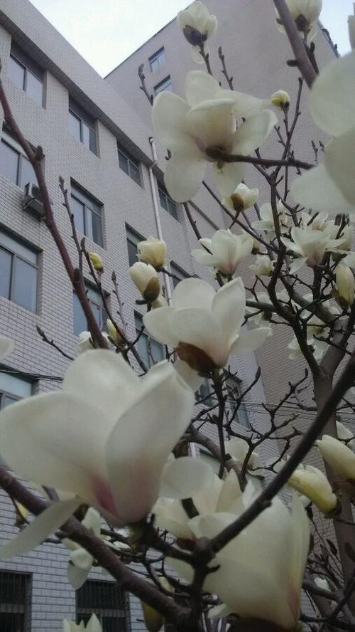 校园木兰