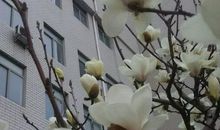 校园里的白玉兰