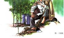 假如我是一颗桃花心木