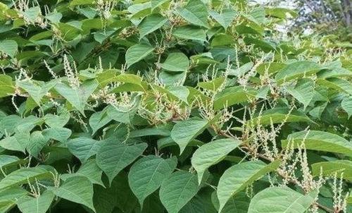 拔除杂草